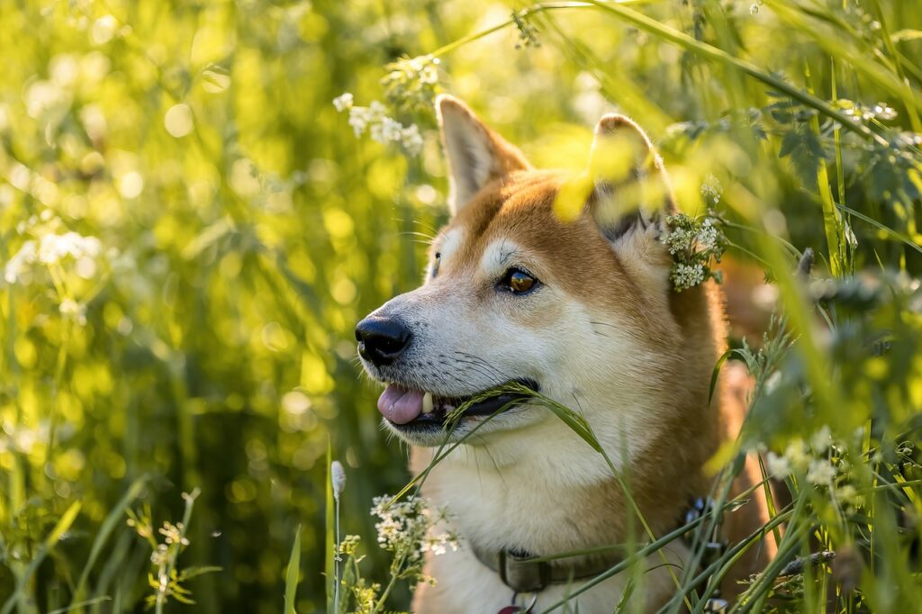 Shiba Inu Explained for Beginners: Breed Guide