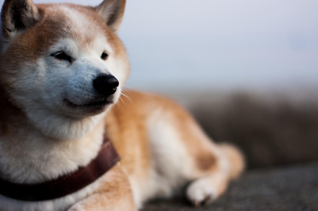 Shiba Inu Explained for Beginners: Breed Guide