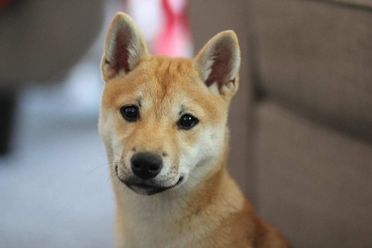 Dogecoin vs Shiba Inu: Which Meme Coin Fits You?